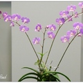 石斛蘭 Dendrobiums