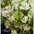 Alstroemeria (Peruvian lily) 六出花