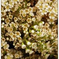 在點狀花的選擇，臘梅為最立體、顯眼且高雅的花材,顏色白、粉、紅、紫，是很豐富的點狀花顏色。
產期: 夏秋
產地: 澳洲

台北世貿館
11/1/2007
