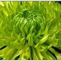 綠絲菊
