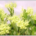 淺綠色蘭花