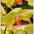 黃蝴蝶蘭