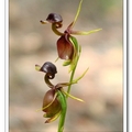 又名飛鴨蘭(Flying Duck Orchid)，花朵側面像極了一隻隻淩空飛起的小鴨子一般。是一種僅產於澳洲的地生蘭。