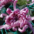 紫菊～豔歌