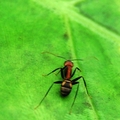 蟻蜂
