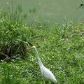 Egret 白鷺