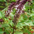 九層塔、羅勒 Basil ～紫色花