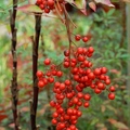 Nandina 南天竹