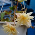 Begonia 垂花海棠