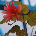 Begonia  複瓣海棠