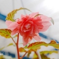 Begonia  複瓣海棠