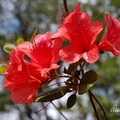 杜鵑 Azaleas