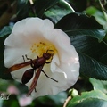 Wasp 棕長腳蜂