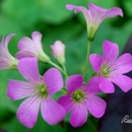 Violet Wood Sorrel 紫花醡漿草