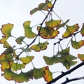 Ginkgo 銀杏