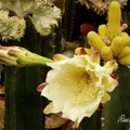 Cactus 仙人掌花