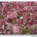 薔薇科蘋果屬的落葉小喬木，花色有粉桃紅和粉白兩種,花梗細長,花果隨梗下垂,故名垂絲海棠。

紐約長島 2002