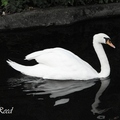 Swan 白天鵝(雄)