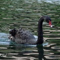 Swan 黑天鵝