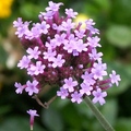 Rose Vervain，Prairie Verbena