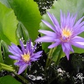 Water Lily 睡蓮