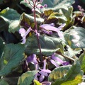 Plectranthus香茶菜屬之芳香植物。別名Spur Flower, Muishondblaar
原產地: 非洲，
莖紫色，葉片為有光澤的暗綠色，葉面上披滿小毛，葉背為紫色。開淺紫至深紫色小花，適合用做圍邊或混合盆栽。2/28/2008
