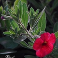 茄科Calibrachoa(small flowered petunia)姬矮牽牛屬，真正耐熱
2/28/2008