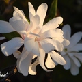  Star Magnolia 星木蘭、日本毛玉蘭