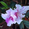 Azaleas 杜鵑花