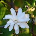 學名：Magnolia stellata 木蘭科植物Royal Star，早春開花，有香味。