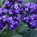 紫草科，原產於祕魯。多年生宿根性香花草本植物，花頂生，小花濃紫色，密生聚成團狀，氣溫漸高，色澤也漸淡。