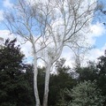 學名：Platanus occidentalis
Native to Texas
3/9/2008