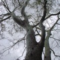 American Sycamore, Buttonball-tree 美國梧桐(一球懸鈴木)