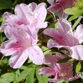 Azaleas 杜鵑花