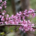 豆科(Fabaceae)紫荊屬(Cercis)灌木或小喬木的統稱。原產北美、南歐和亞洲。