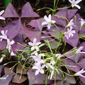 Purple Shamrock 紫色醡漿草