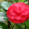 Camellia 茶花