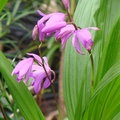Shiran(bletilla striata) 紫蘭