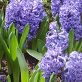 為風信子科風信子屬中的多年生草本植物，具鱗莖。
又名藍鈴，開深藍色鈴狀花簇，株高不滿一尺，葉細長，其花近聞馥郁、遠嗅馨香。風信子名Hyacinth，來自希臘美少年雅辛托斯(Hyacinthus)。
