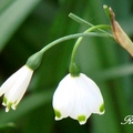 Lily of the Valley 鈴蘭
