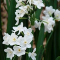 Narcissus 水仙花