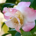 Camellia 茶花