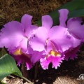Orchid 蘭花
