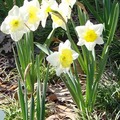 Daffodil 水仙花