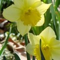 Daffodil 水仙花