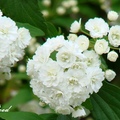 薔薇科(Rosaceae）繡線菊屬(Spiraea)
白色繖形花序，落葉灌木，開花期三月～八月。