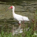 White Ibis 白鹮