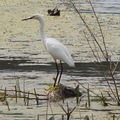 Snowy Egret 雪鷺