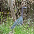 Little Blue Heron, Glossy Ibis 黑鷺