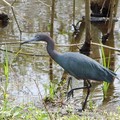 Little Blue Heron, Glossy Ibis 黑鷺